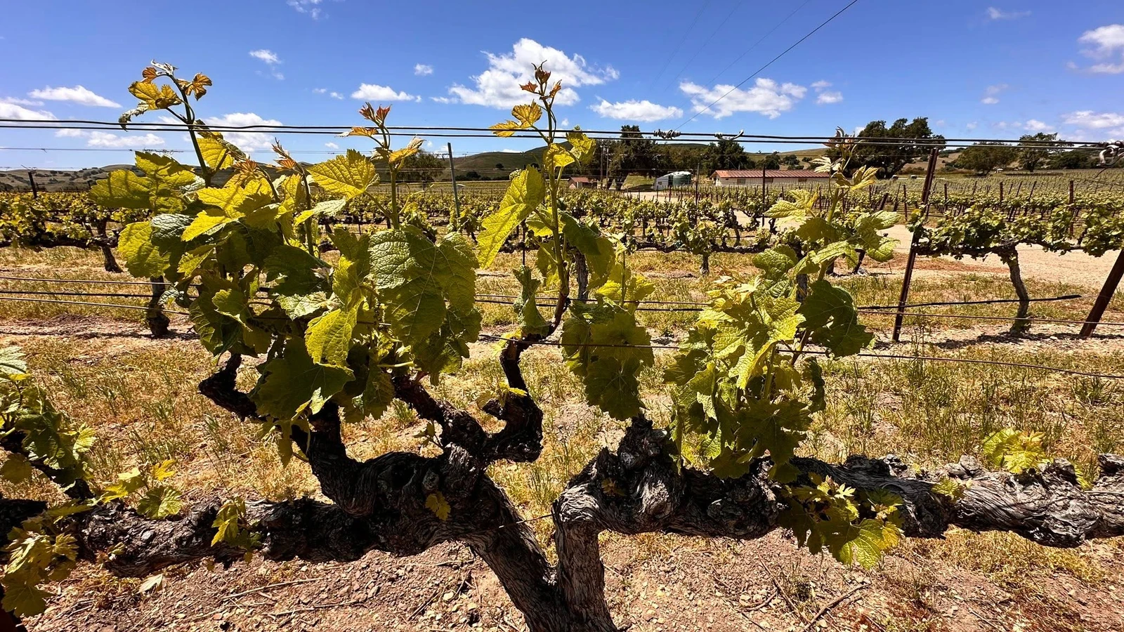 Stagecoach Wine Tours - Main Portfolio
