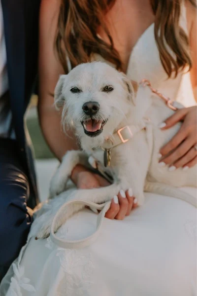 Precious Pet Care - Portfolio 3